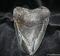Beastly Megalodon Tooth A Hair Shy Of Inches #704-1